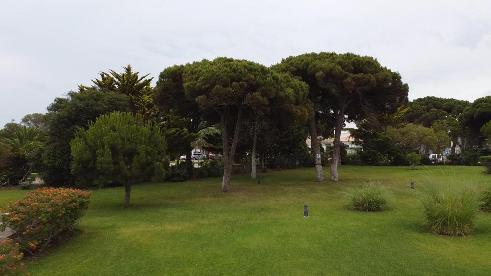 Cascais, Bicuda *
