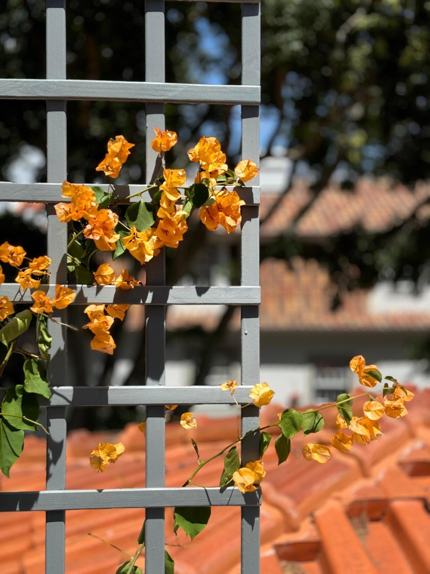 Jardim De