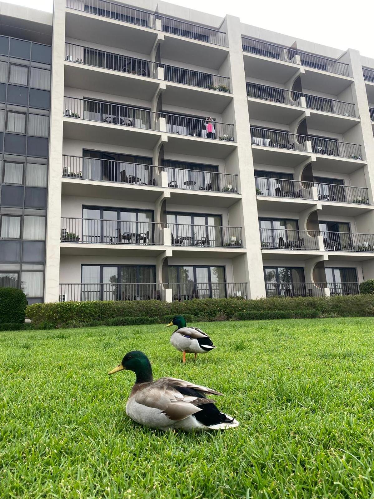 Apartment Gale T1 248