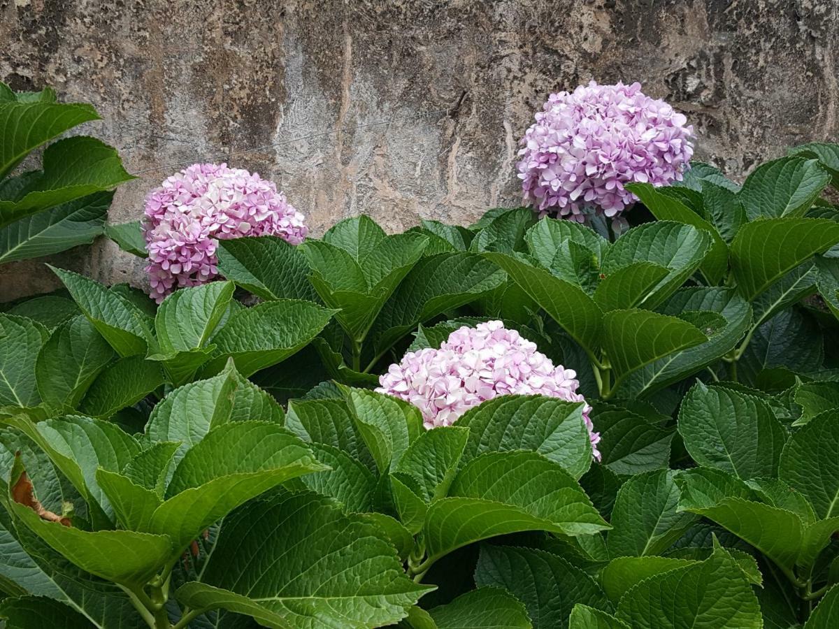 Apartment Hortensia Cascais